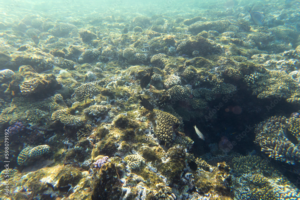 Fototapeta premium View of coral reef in Sharm El Sheik