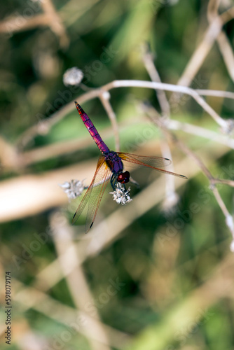 View of violet dropwing dragonfly