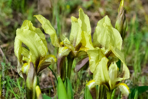 images of wild flowers. Photos of wild irises in yellow color.