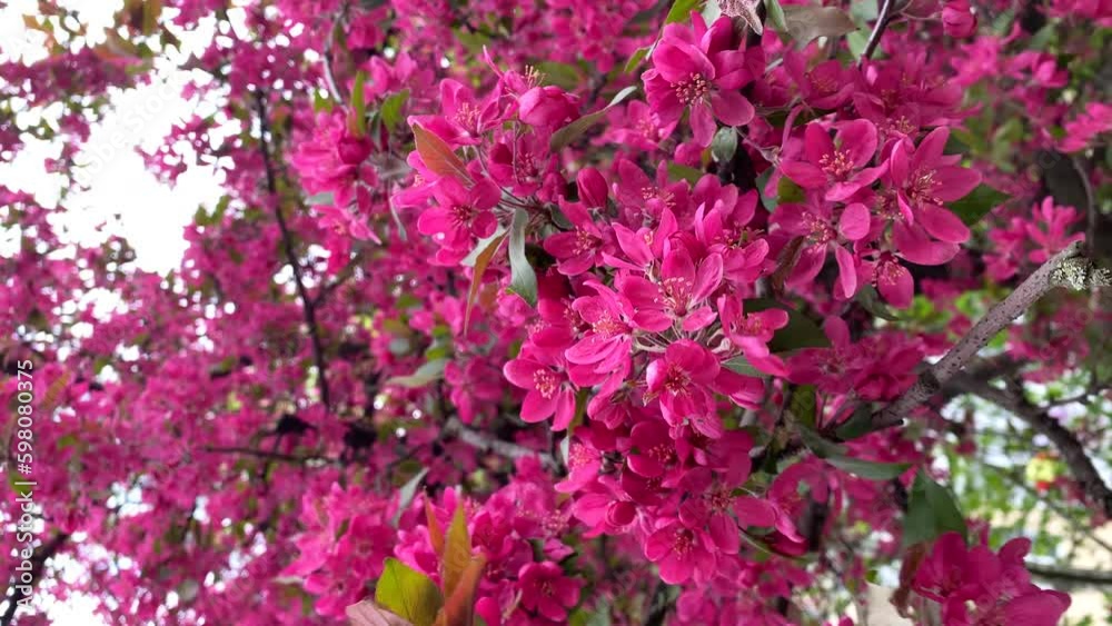 Spring blooming tree, pink flowers tremble in the wind vertical shot Spring blooming tree, pink flowers tremble in the wind vertical shot