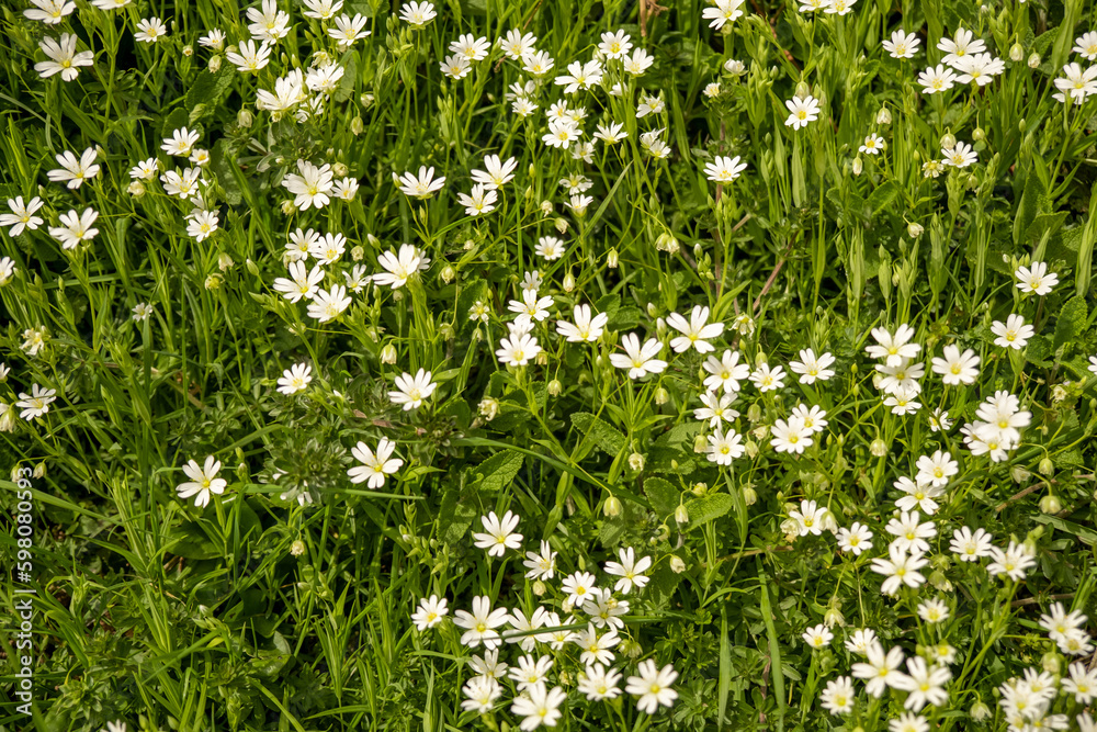 Fototapeta premium White wild flowers in green grass. Natural background.