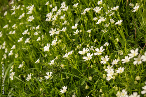 White wild flowers in green grass. Natural background.