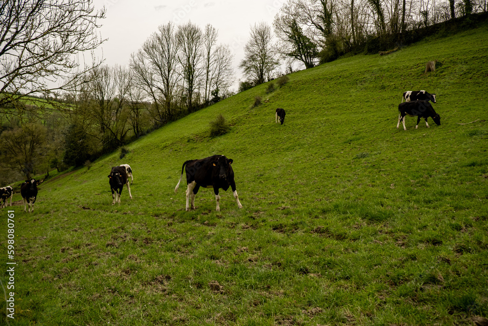 Cows graze in the meadow. Rural hilly area in France. Cows graze in the meadow. Rural hilly area in France.