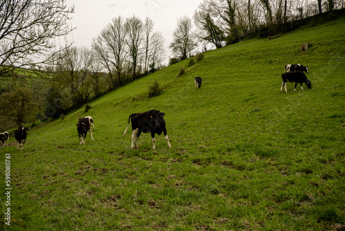 Cows graze in the meadow. Rural hilly area in France.