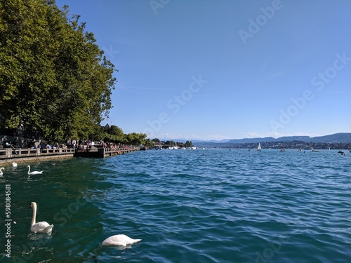 beach with trees