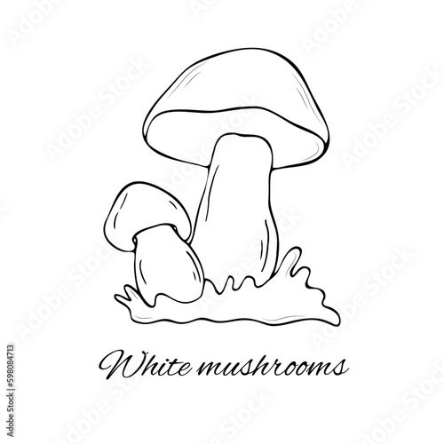 White mushroom hand drawn vector illustration. Hand drawn vector illustration of champignons on white background