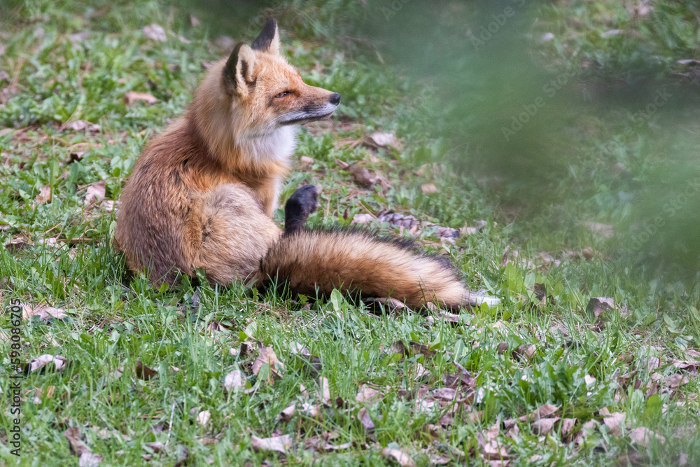 Fototapeta premium Female red fox in spring
