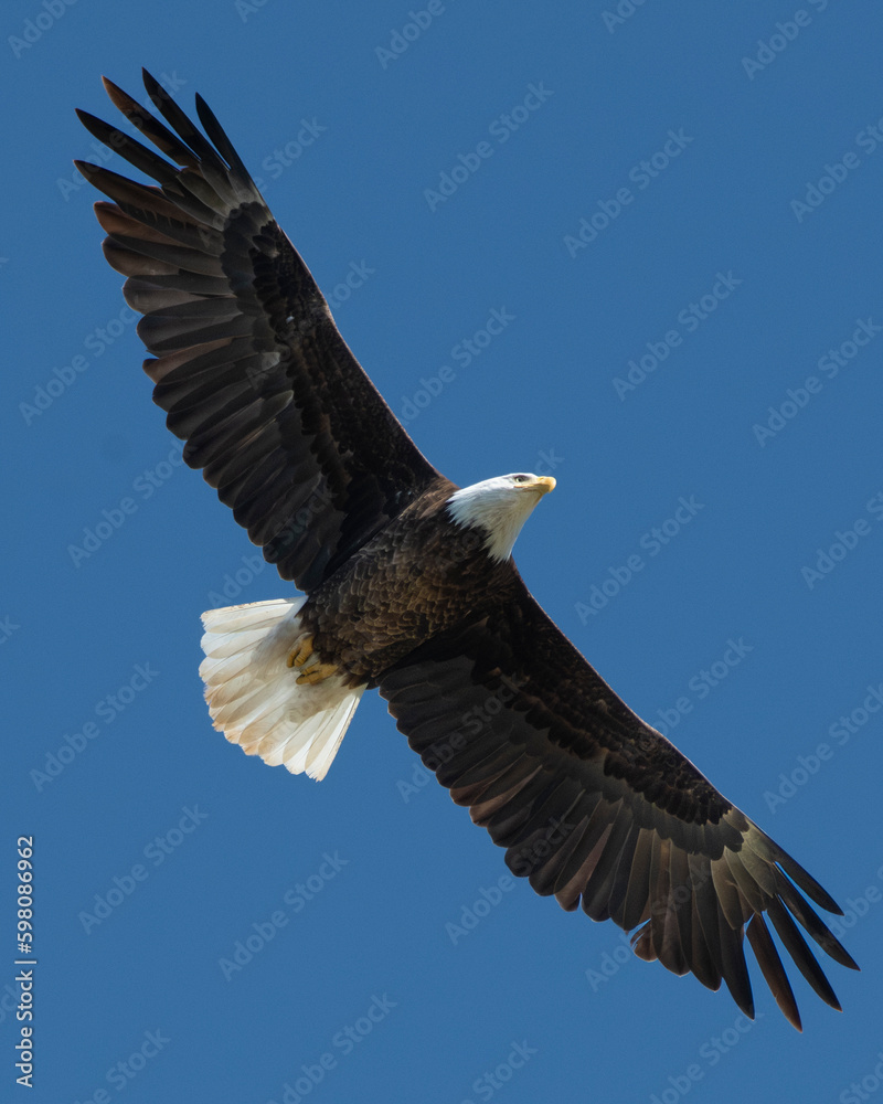 Naklejka premium american bald eagle in flight