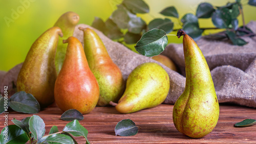 Rural still life - view of a Conference pear after harvest on a wooden table, group of pears closeup with selective focus