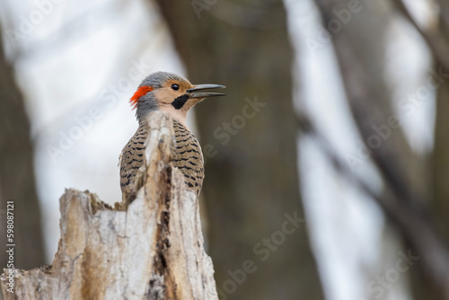 Male northern flicker or common flicker (Colaptes auratus) in flight