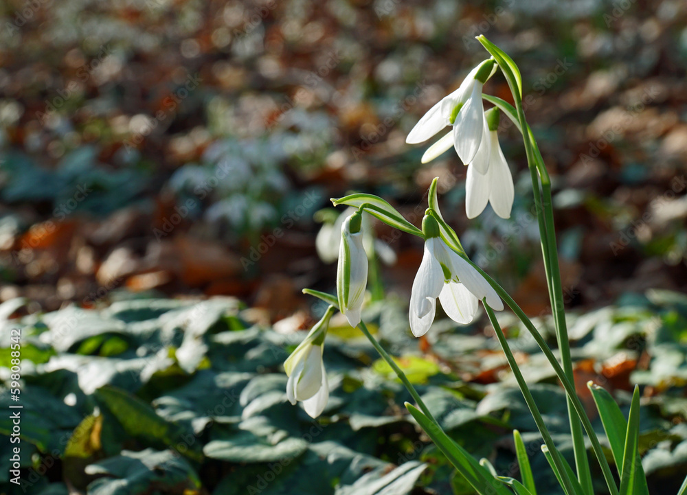 Close up of a clump Snowdrops in bloom Close up of a clump Snowdrops in bloom