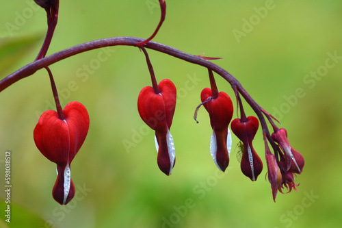 Flowering Decentra or Bleeding Heart with single Aphid close up photo