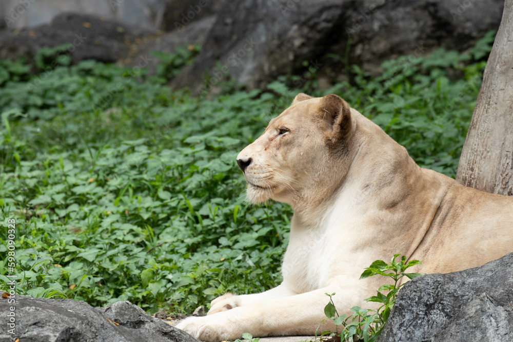 Fototapeta premium Close up Lioness relaxing on the ground