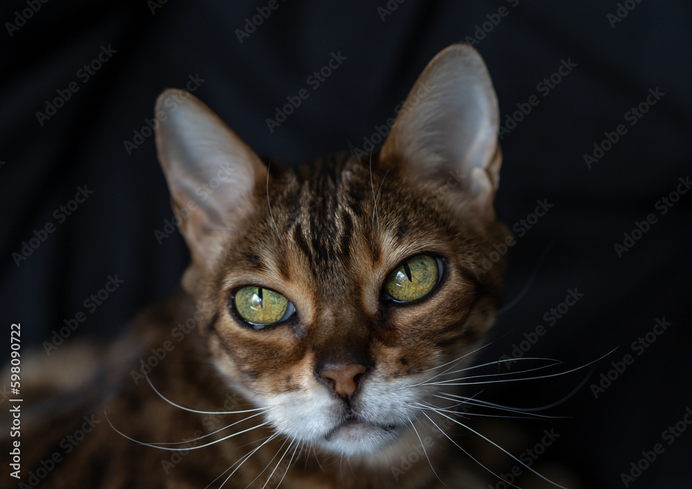 Muzzle of brown striped Bengal cat clearly detail