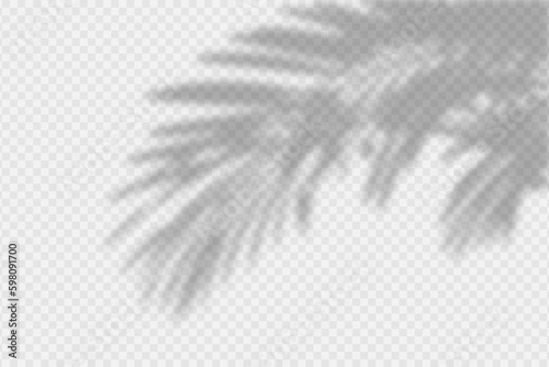 Shadow overlay of palm tree branch. Transparent overlay shadow effect from tropical palm leaves. Realistic soft light effect of shadows and natural light on transparent background. Vector.