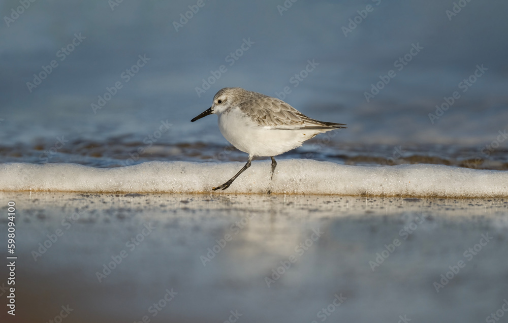 Sanderling, Calidris alba, on the beach in the winter in the uk Sanderling, Calidris alba, on the beach in the winter in the uk