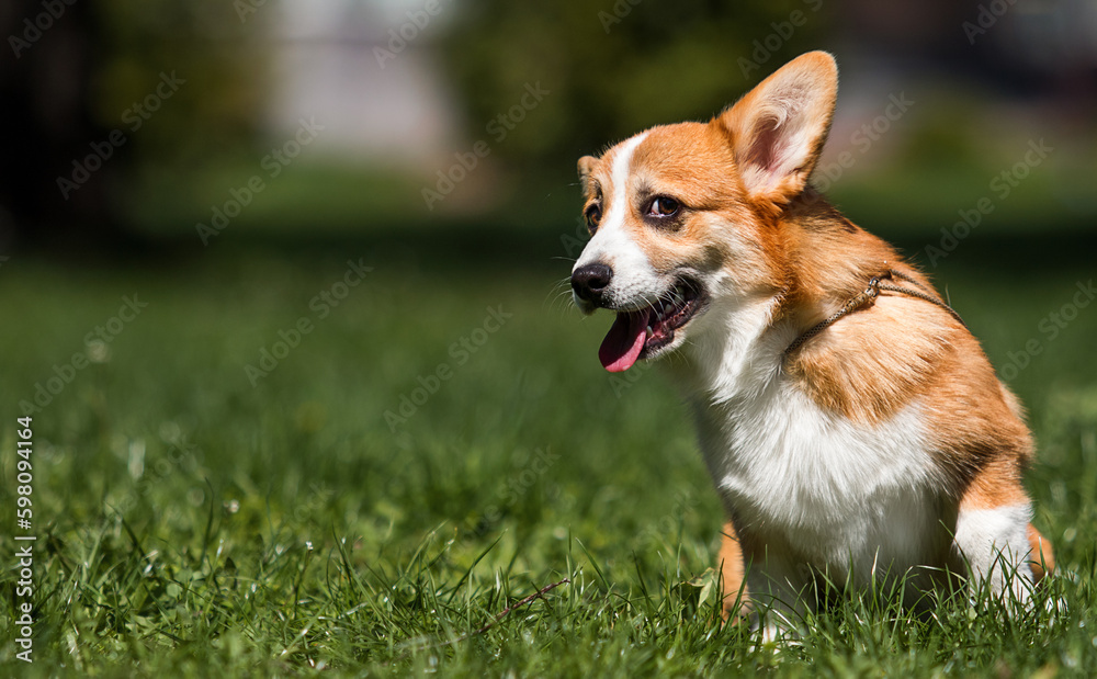 funny corgi dog on spring grass