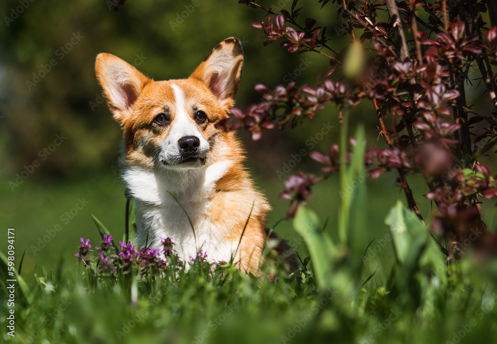 red dog corgi in the park in the green grass red dog corgi in the park in the green grass