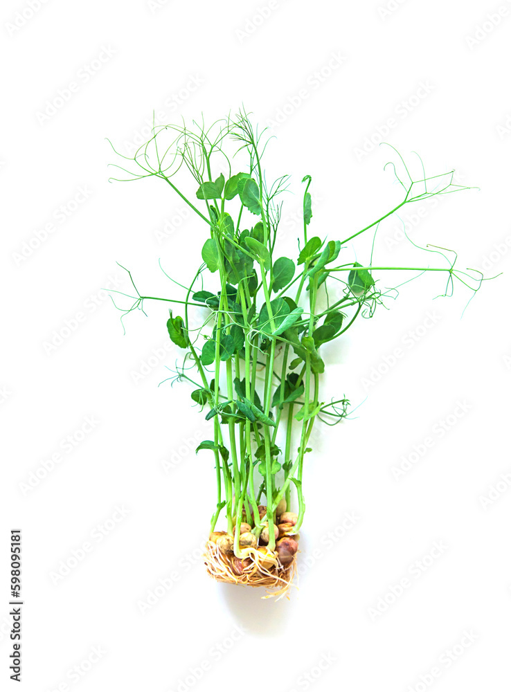 Pea microgreens isolate on white background. Selective focus. Pea microgreens isolate on white background. Selective focus.