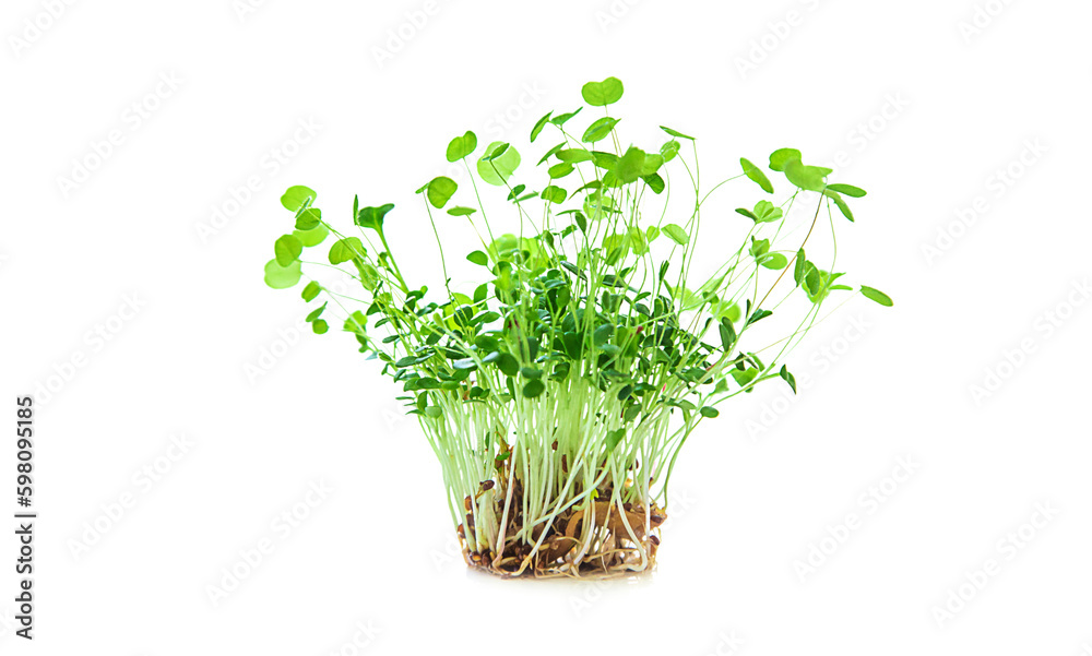 Microgreen clover isolate on white background. Selective focus. Microgreen clover isolate on white background. Selective focus.