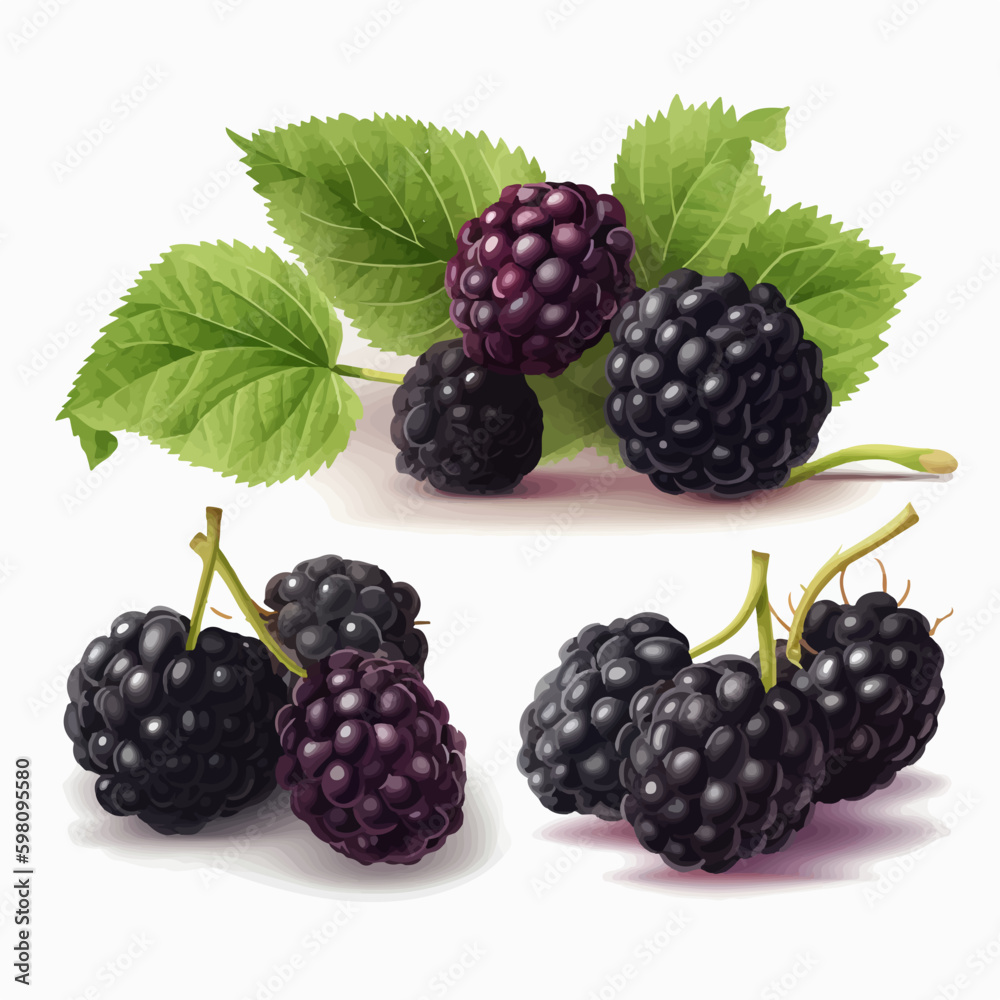 Sleek and polished Black Berry illustrations