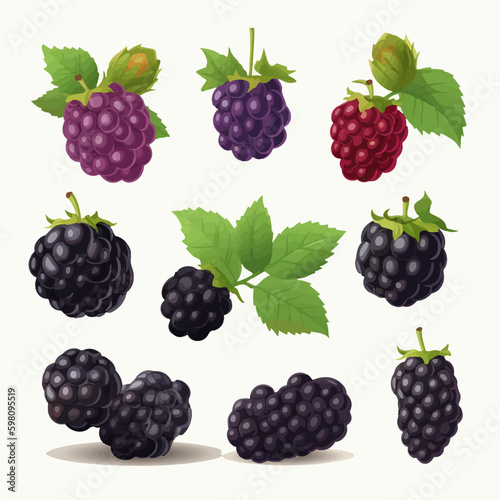 Vibrant Black Berry vector illustrations for your designs