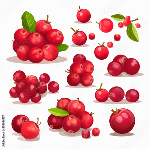 Set of Cranberry illustrations in vector format