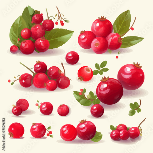 Beautifully illustrated Cranberries in vector format