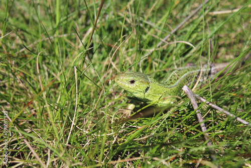 lizard in the grass in spring