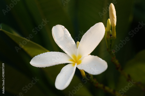 white frangipani flower