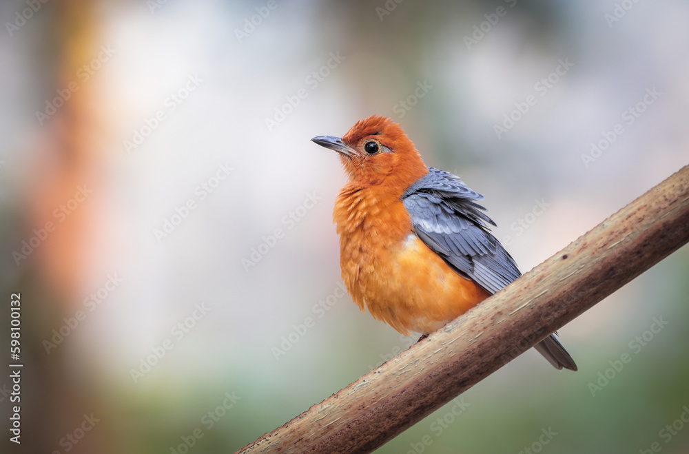 Fototapeta premium orange-headed thrush is a bird in the thrush family. It is common in well-wooded areas of the Indian Subcontinent and Southeast Asia. 