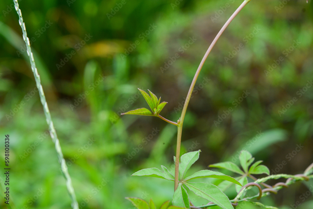 Close up of plants, flowers, leaves. Flat lay photography Close up of plants, flowers, leaves. Flat lay photography