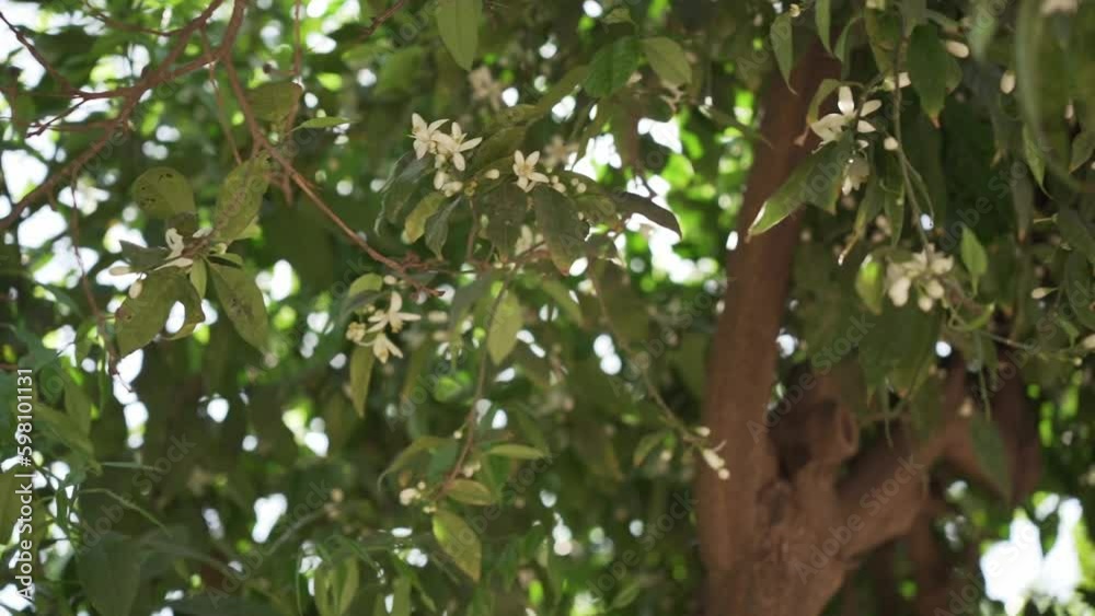 Sun shining through leaves of blooming orange tree Sun shining through leaves of blooming orange tree