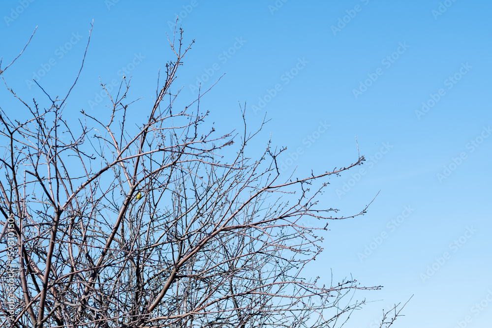 cherry tree branches against the sky, copy space cherry tree branches against the sky, copy space