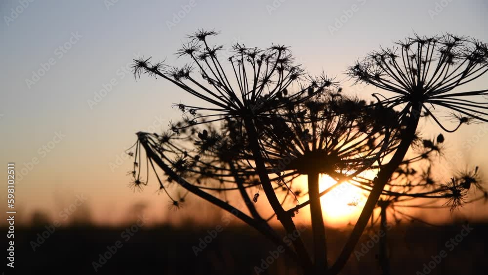 Close-up view of dried Heracleum sphondylium (also known as hogweed or cow parsnip) flowers against orange sunset sky. Real time video. Beauty in nature theme. Close-up view of dried Heracleum sphondylium (also known as hogweed or cow parsnip) flowers against orange sunset sky. Real time video. Beauty in nature theme.
