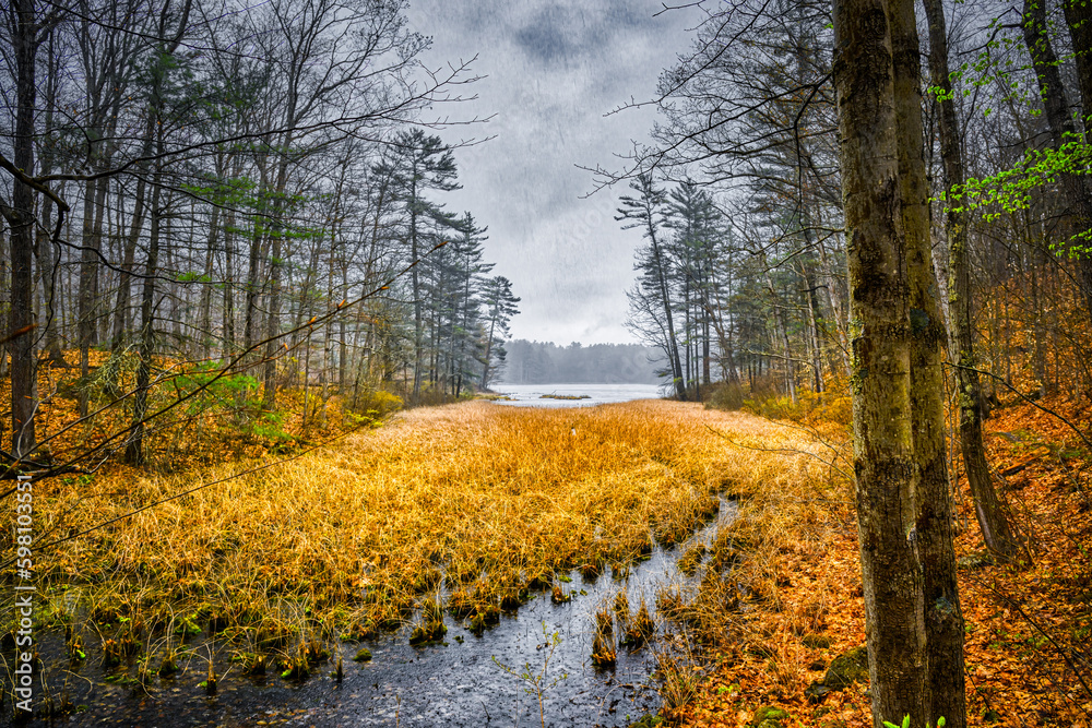 Fototapeta premium The storm came out of nowhere this Aril Spring Day and dropped sleet and snow on us as we hiked Chenango Valley State Park in Upstate NY. Grass is a Golden Hue in Overcast Light.