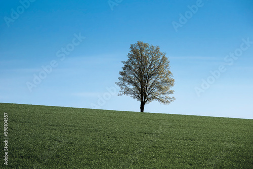 tree in a field, on a hill inspringtime
