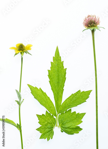 isolated flower, leaf and fruit of geum urbanum on white background