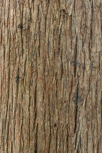old wood tree bark texture with green moss © Irina