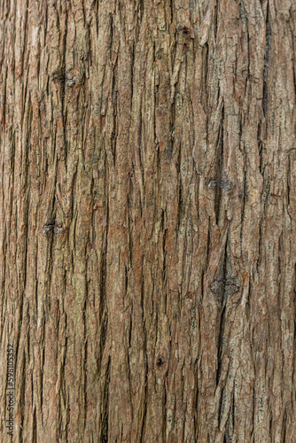 old wood tree bark texture with green moss