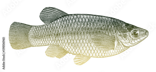 Blackfin goodea atripinnis, mexican freshwater fish