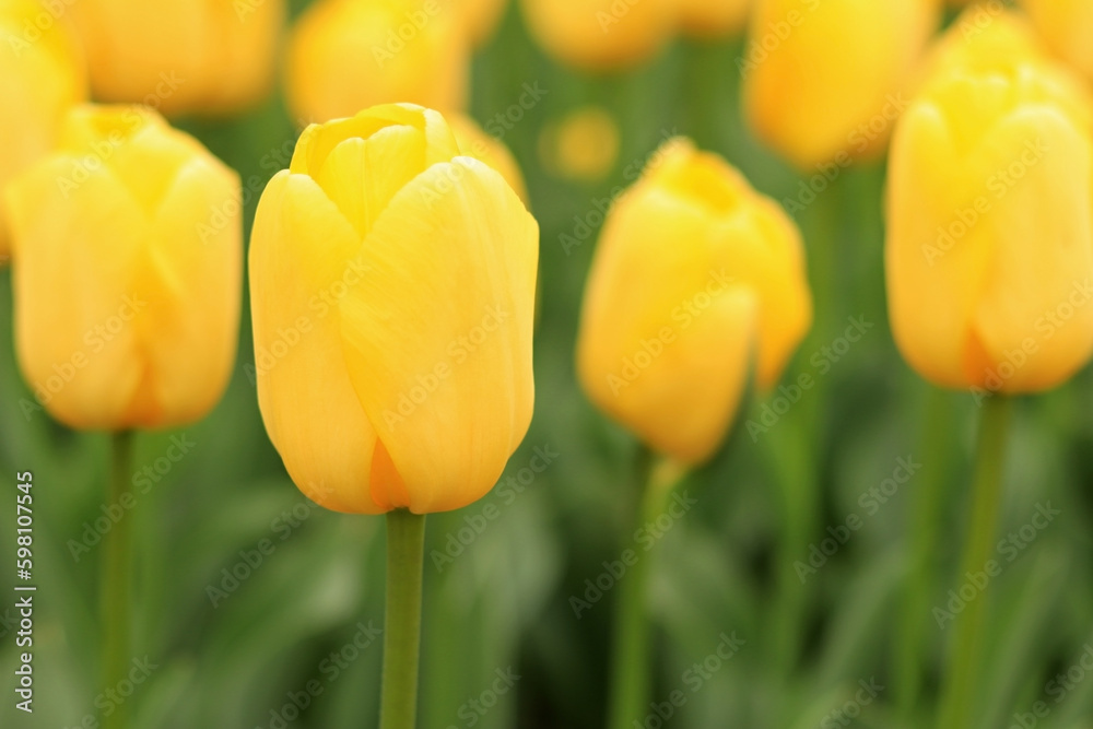 Yellow tulip on a blurred background. Bright spring flowers with selective focus. World Tulip Day. Glade of yellow tulips Yellow tulip on a blurred background. Bright spring flowers with selective focus. World Tulip Day. Glade of yellow tulips