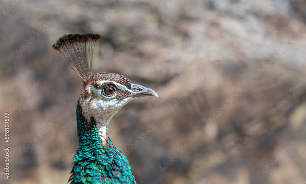 Female Peafowl - Pen Hen (Close up portrait) Brownsea Island, Poole, England Female Peafowl - Pen Hen (Close up portrait) Brownsea Island, Poole, England