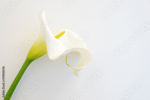 White flowers on a neutral background