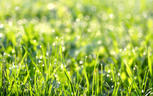 Green grass background with defocus lights. Summertime concept. Soft focus 