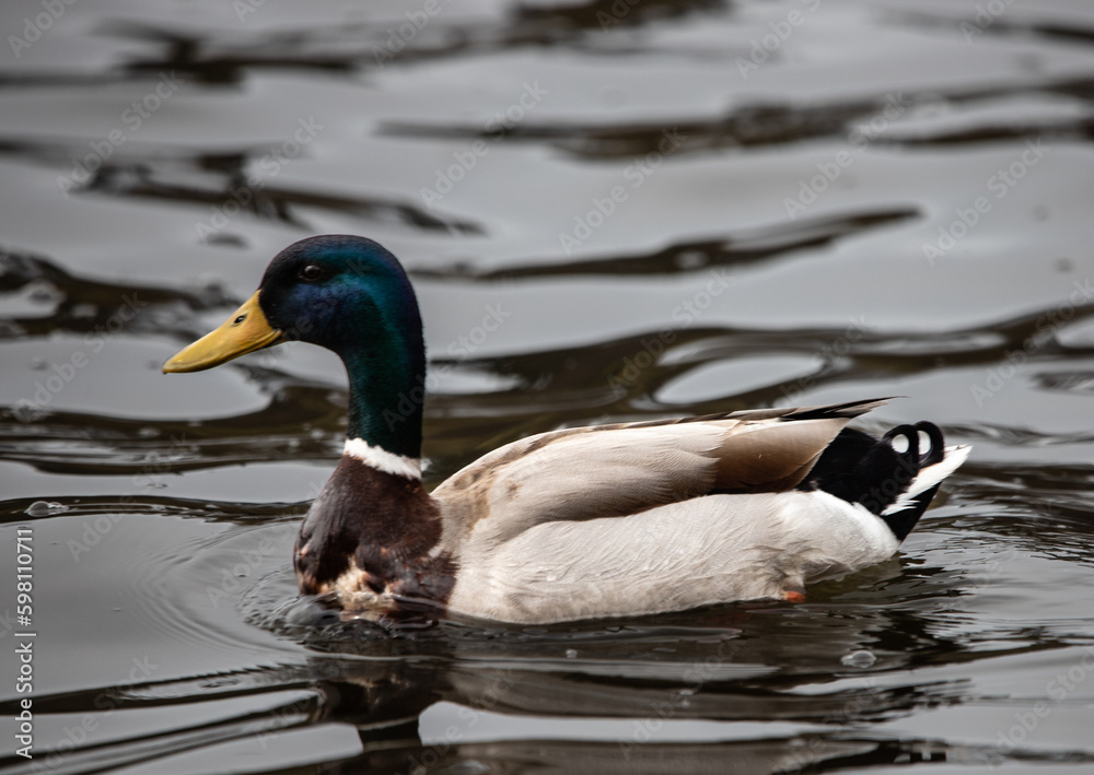 Fototapeta premium duck on the water