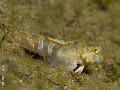 Dormilaga de roca, Aidablennius sphynx. photo