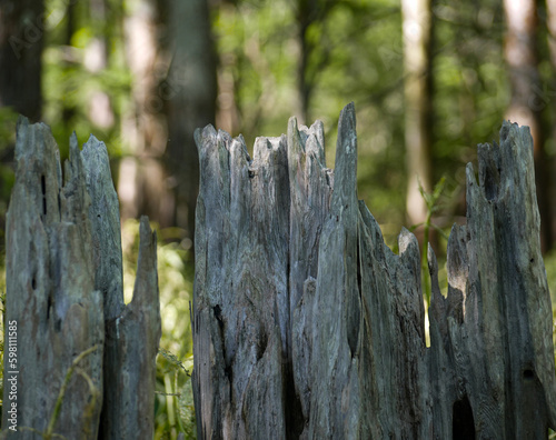 Cypress tree stump and bark in the Louisiana swamp and bayou
