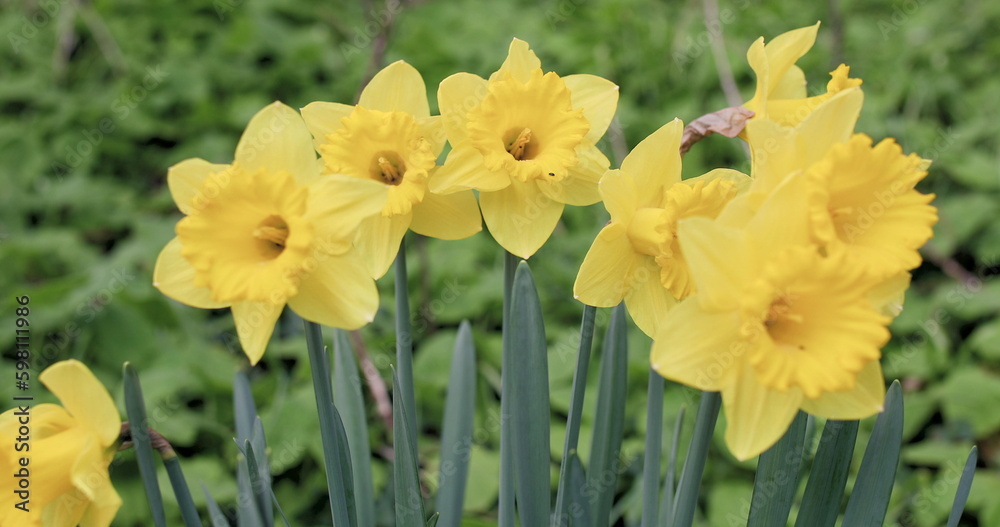 Yellow daffodils in nature move in the wind, natural movement due to wind