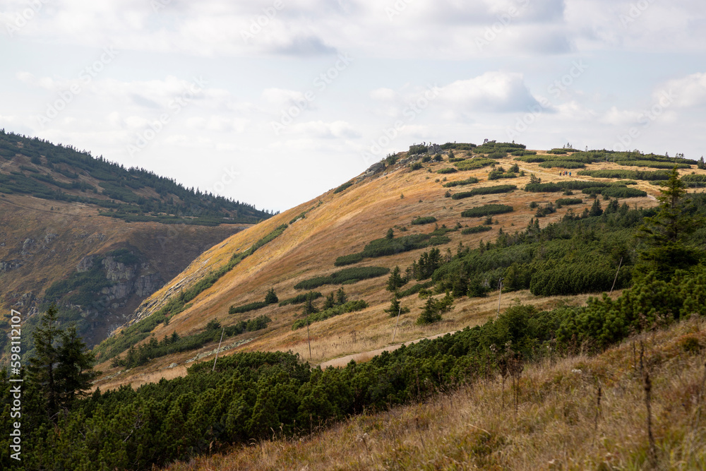 Fototapeta premium Bare grassy mountain slope in KRNAP-Krkonoše Nationa Park, Czechia, partly cloudy, dappled lighting, growth of dwarf mountain pines. Paths, marking wooden poles, tourist in the distance.